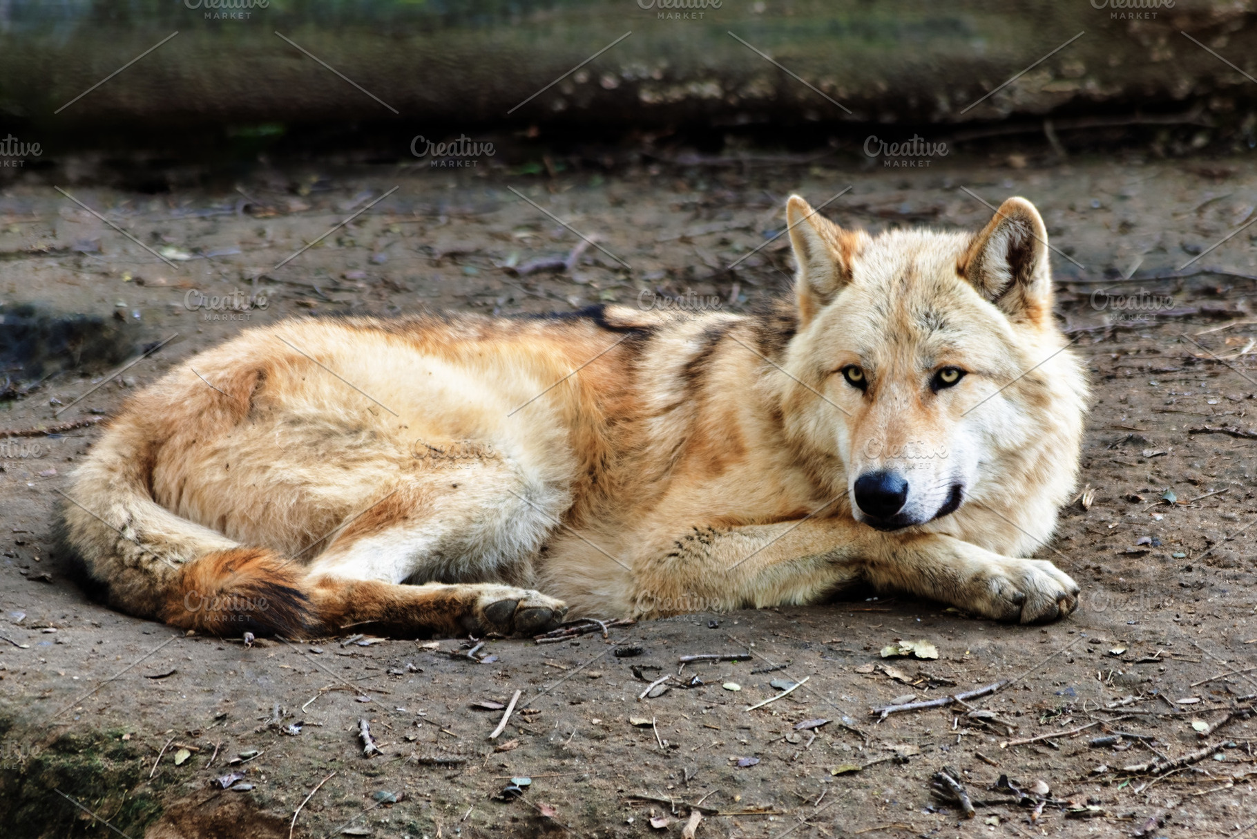 White wolf lying on the ground looki, an Animal Photo by Perpis