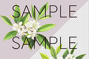 Lemon Myrtle Australian Clipart, a Decorative Illustration by Pawcasso's Portraits (Thumbnail 2 of 6)