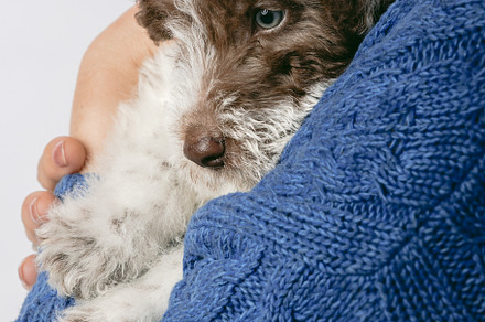 Fox Terrier puppy hugged by his owner