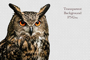 Great Grey Owl head png, an Animal Photo by VetalStock (Thumbnail 1 of 2)