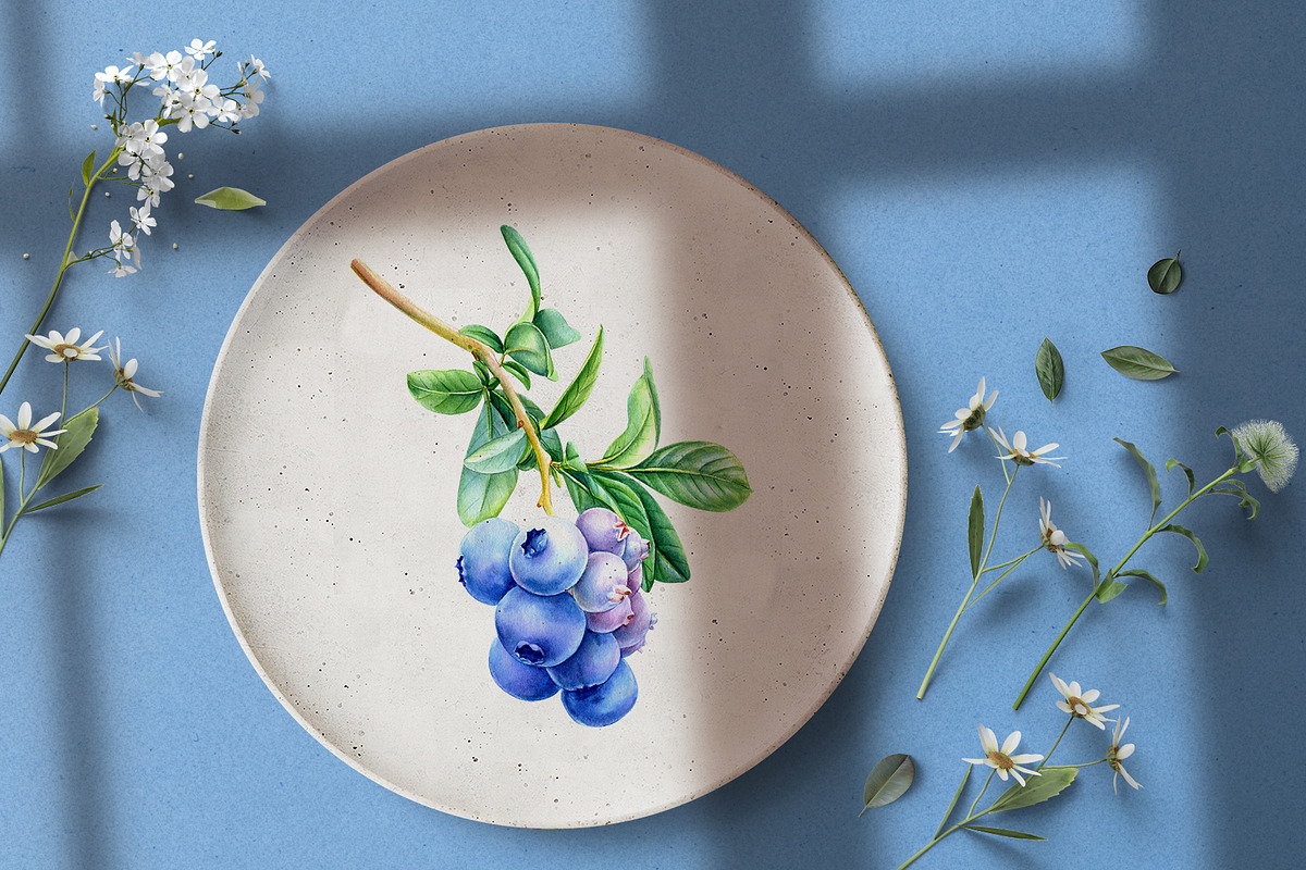 Blueberry, botanical illustration, a Food Illustration by Hanna Hryharenka (Photo 7 of 9)