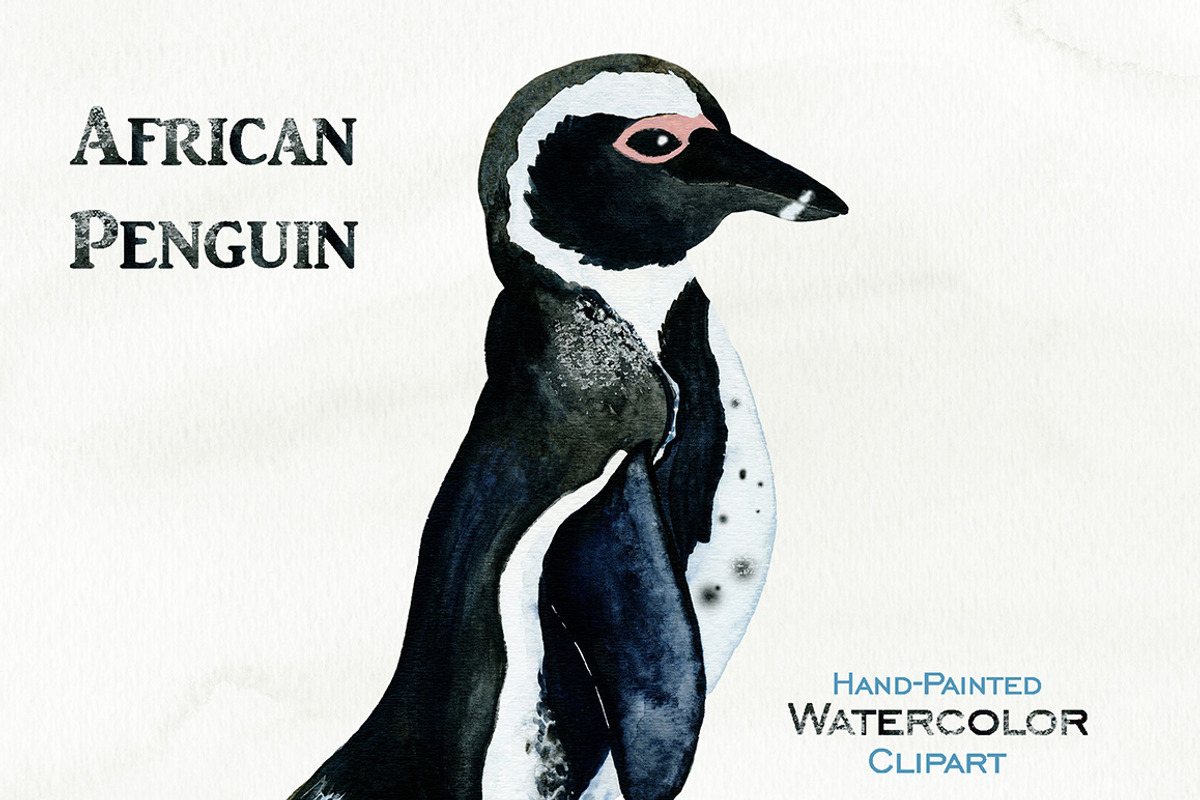 Cute Watercolor Penguin Illustration, an Animal Illustration by ClipartBrat Graphics (Photo 2 of 3)