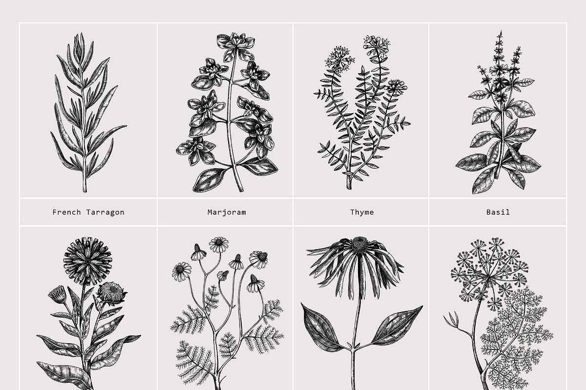 25 Medicinal Herbs Vector Collection, a Healthcare Illustration by Yevheniia (Photo 9 of 11)
