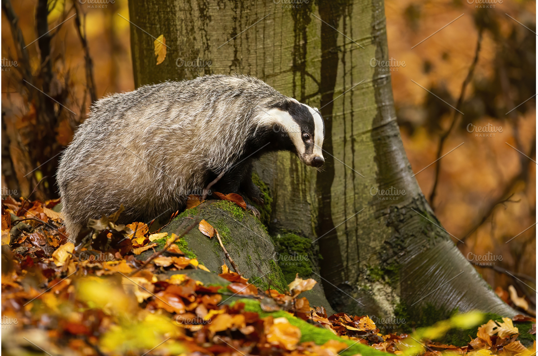 European badger standing on rock in, an Animal Photo by WildMedia