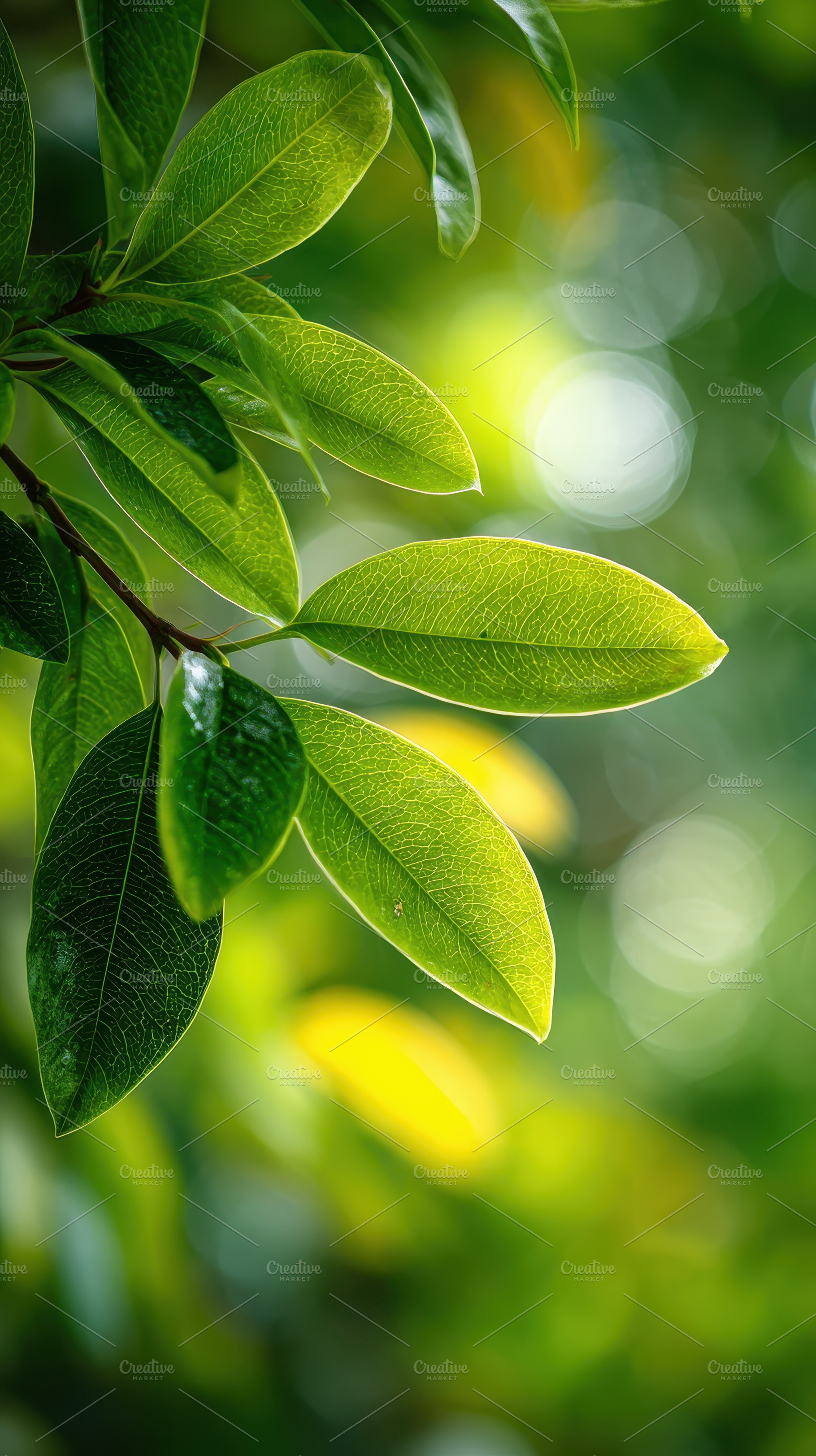 Lush Green Leaves Sunlight Nature Ba, a Photo by Pixeness Studio