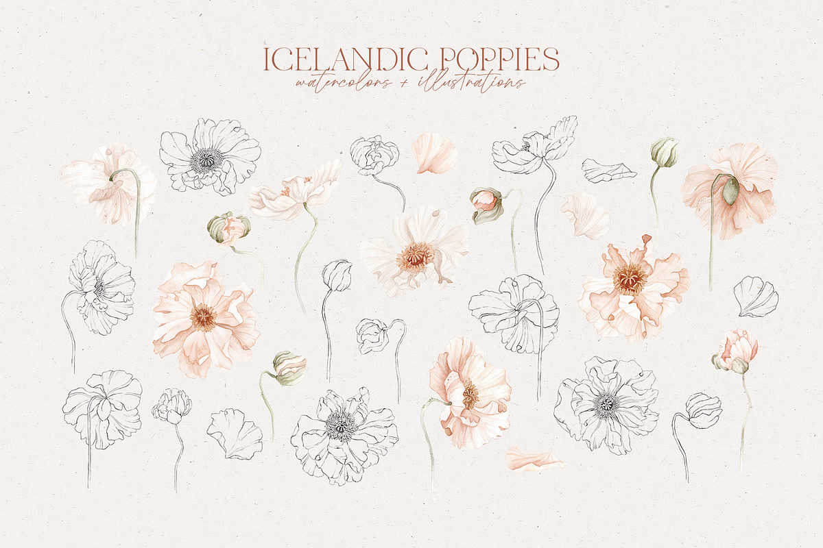 Icelandic Poppies watercolor flowers, an Illustration by Angele Kamp (Photo 4 of 9)