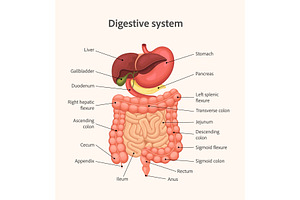 Human digestive system anatomy, a Healthcare Illustration by Yayasya