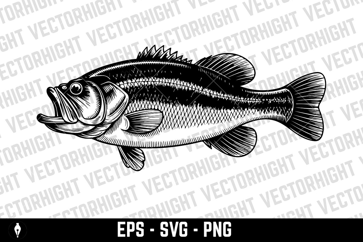 Detailed sea bass (or bass fish), an Animal Illustration by Vectorhight (Photo 3 of 3)