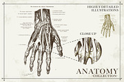 100+ Vintage Anatomy Vectors, a Healthcare Illustration by Shizzle Stock (Thumbnail 4 of 20)