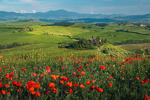 Fields with red poppies on the slope, a Nature Photo by Alpine Dreams