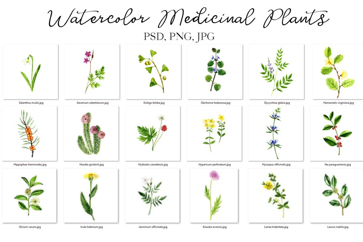 Watercolor Medicinal Plants, a Healthcare Illustration by cat_arch_angel (Photo 3 of 7)