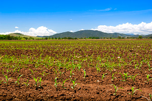 Sprouting Corn Crop, a Nature Photo by THP Creative