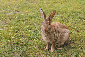 Rabbit looking at camera
