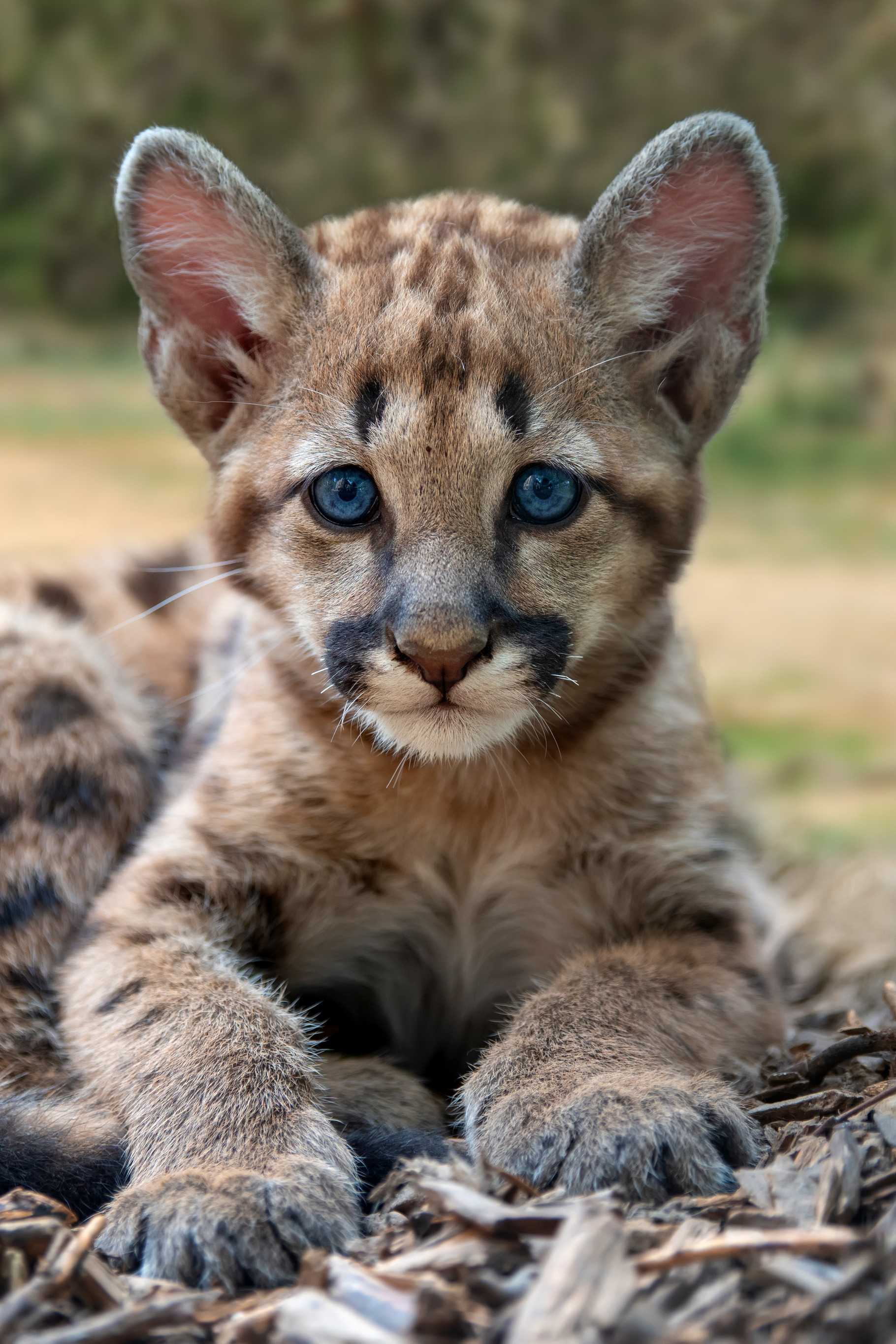 Baby cougar mountain lion or puma featuring animal, cat, and puma - Main Image