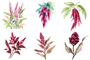 Amaranth Flower Watercolor Png, an Illustration by DreamArtGraphic (Thumbnail 4 of 4)