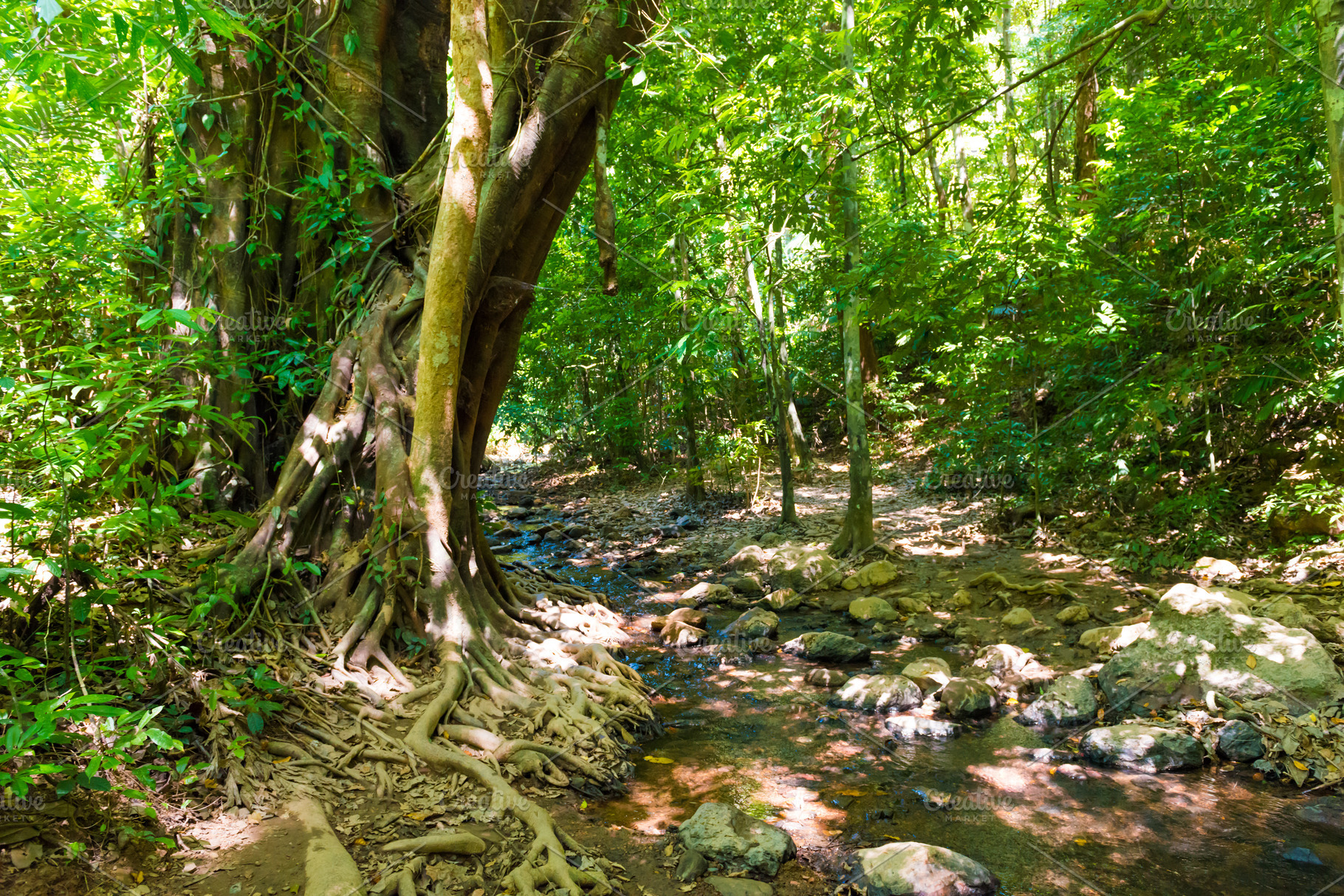 Green jungle forest nature landscape, a Nature Photo by Vapi