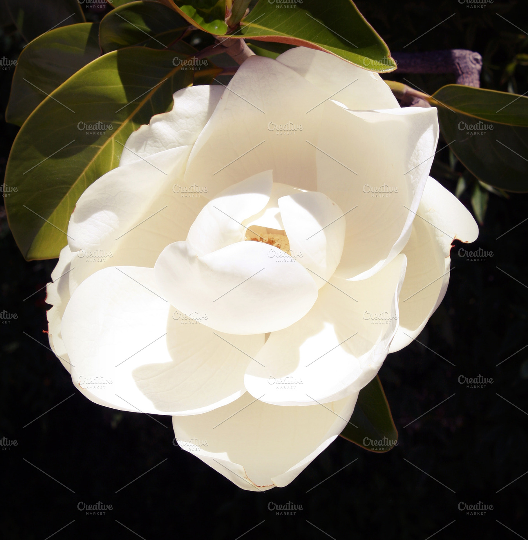 Magnolia Flower Napa Valley