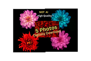 Colorful Dahlia Flower Photo Bundle, a Nature Photo by Silent Nature