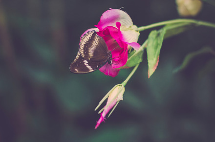 Red Butterly preview 6