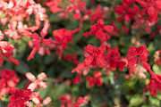 60 Flowers V2, a Background Graphic by Zoomin Istanbul (Thumbnail 13 of 13)