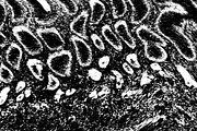 Lilliputian, a Texture Graphic by Jennifer Lauren Creative (Thumbnail 18 of 28)