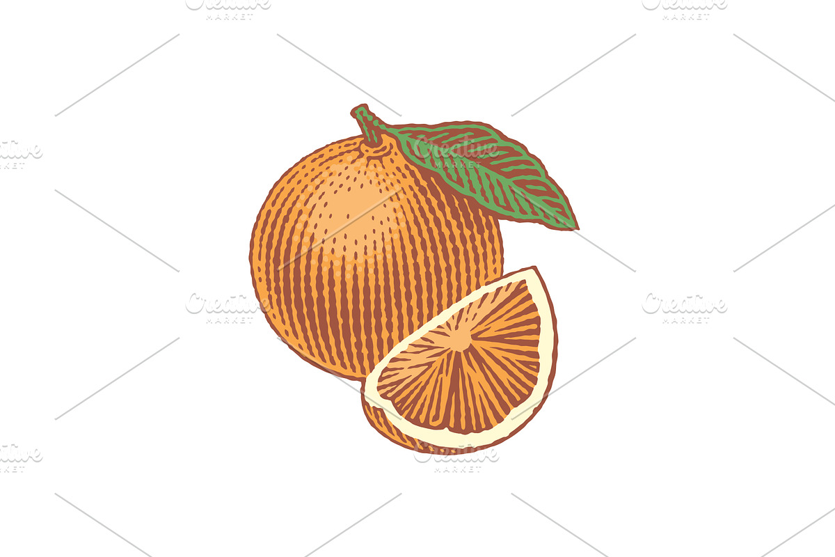 Orange, a Food Illustration by Irina Trusova (Photo 2 of 3)