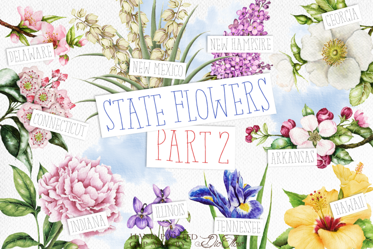 US State Flowers Part 2 Illustration, a Decorative Illustration by DioFlow (Photo 1 of 5)
