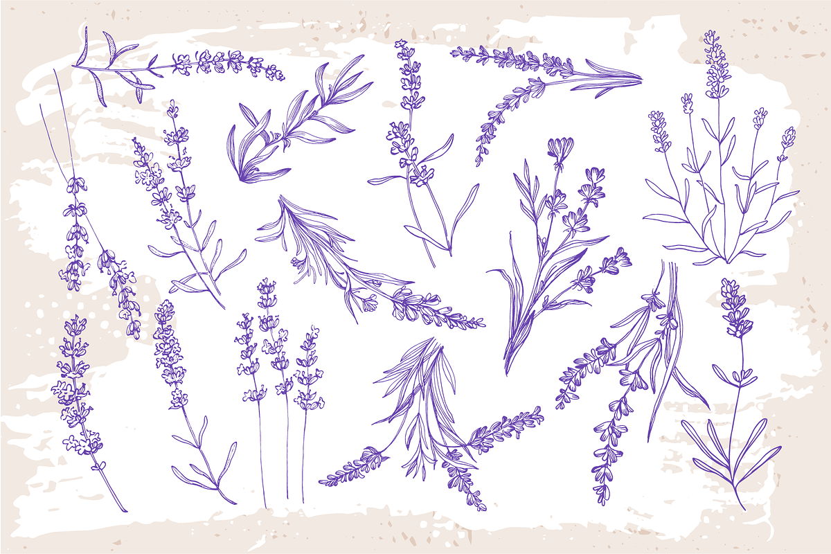Lavender sketch illustration, a Decorative Illustration by Samira (Photo 2 of 10)