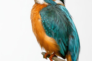 Common kingfisher perched on branch isolated on white background