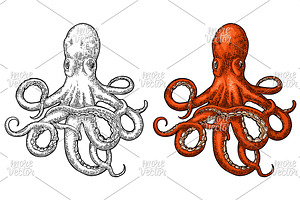 Octopus Engraving Vintage