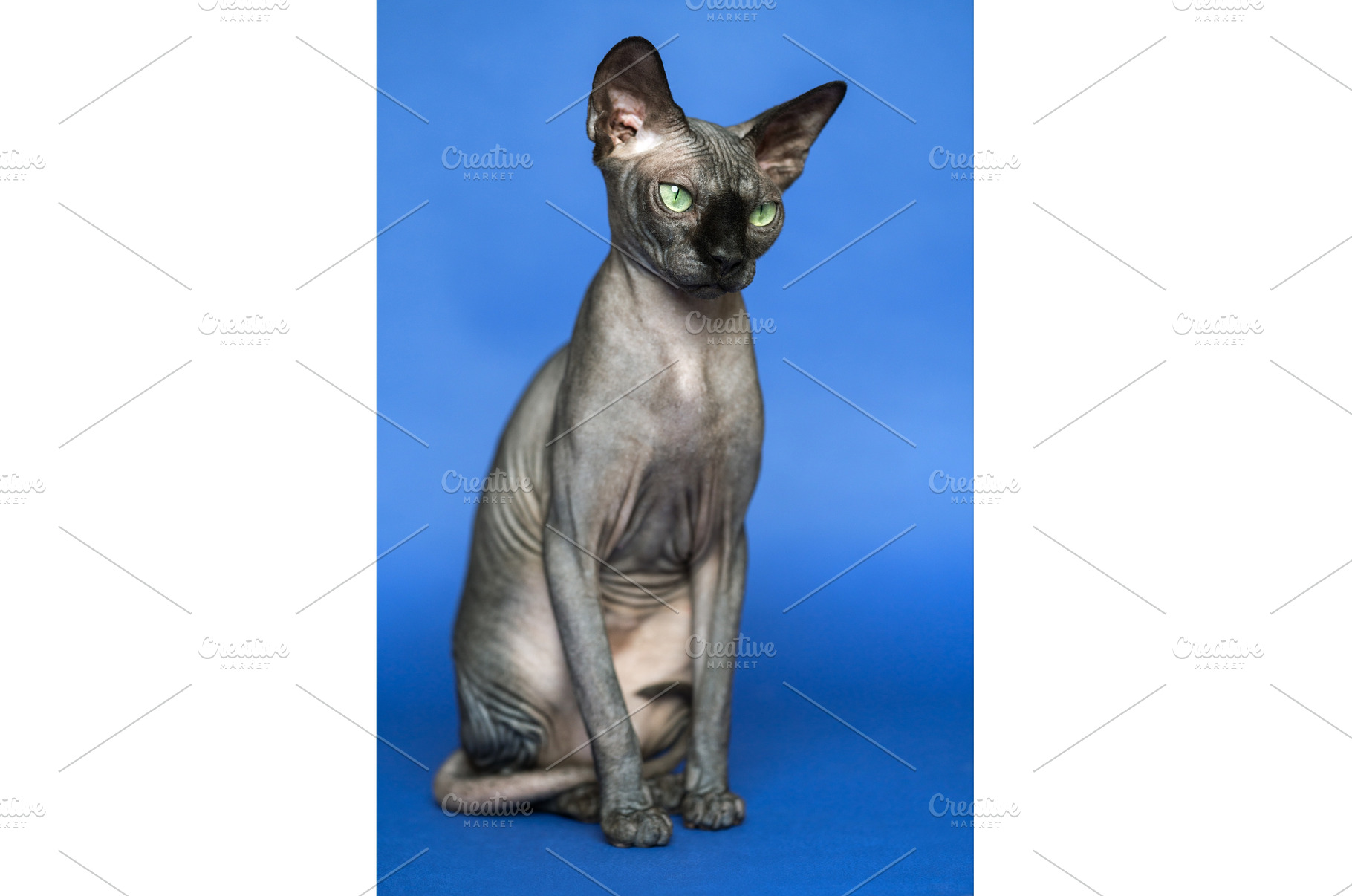 Portrait of Canadian Sphynx on blue, an Animal Photo by Alexander-Piragis