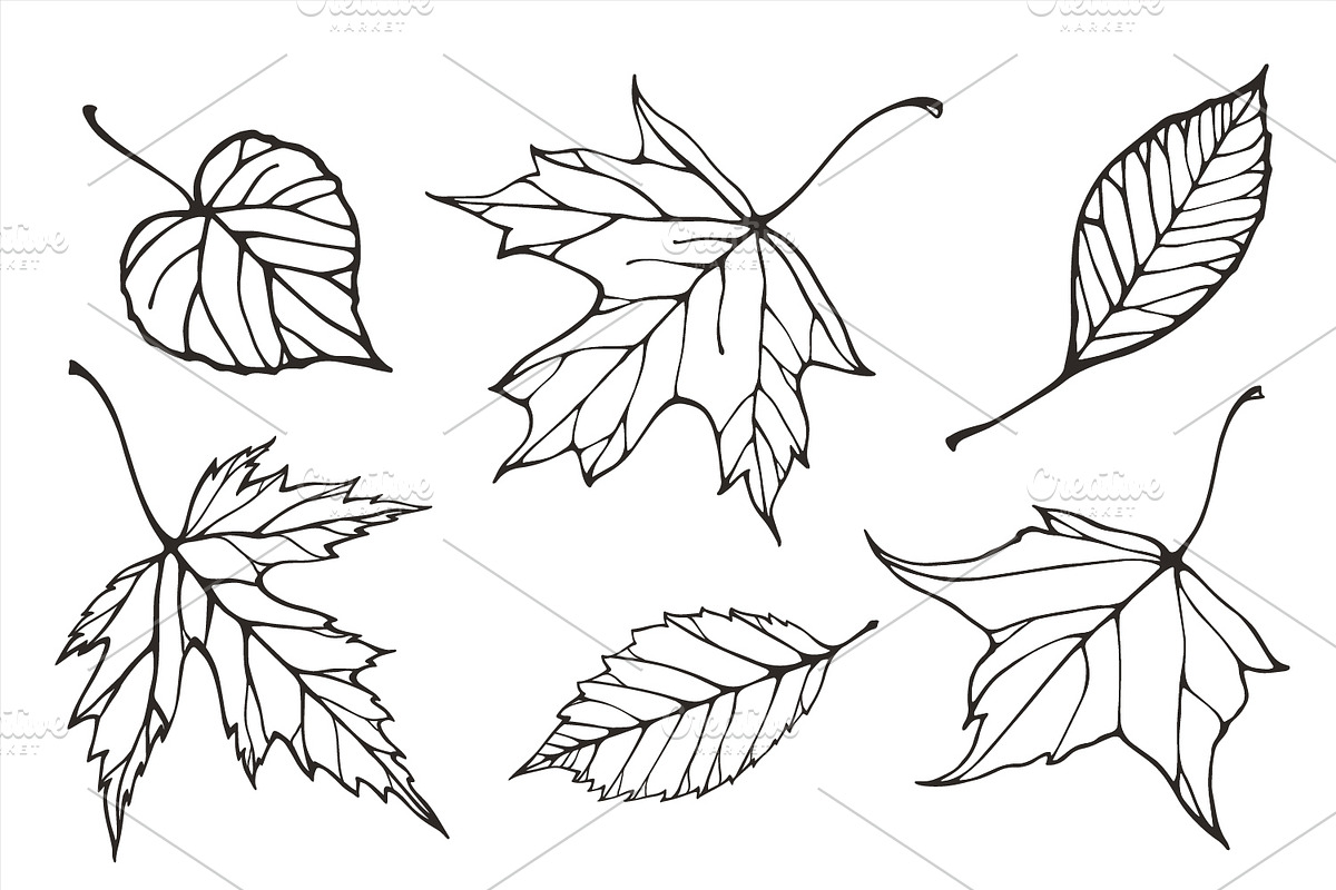 Fall leaves patterns+illustrations, a Decorative Illustration by IreneArt illustrations (Photo 2 of 7)