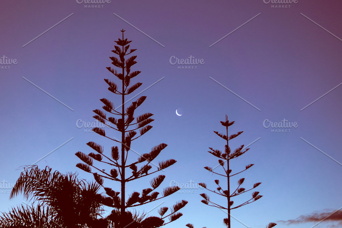 Fern & Moon, New Zealand, a Nature Photo by Spencer Thayer Studios (Photo 4 of 5)