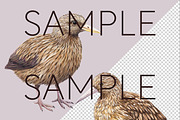 New Zealand Native Bird Clipart, an Animal Illustration by Pawcasso's Portraits (Thumbnail 7 of 9)