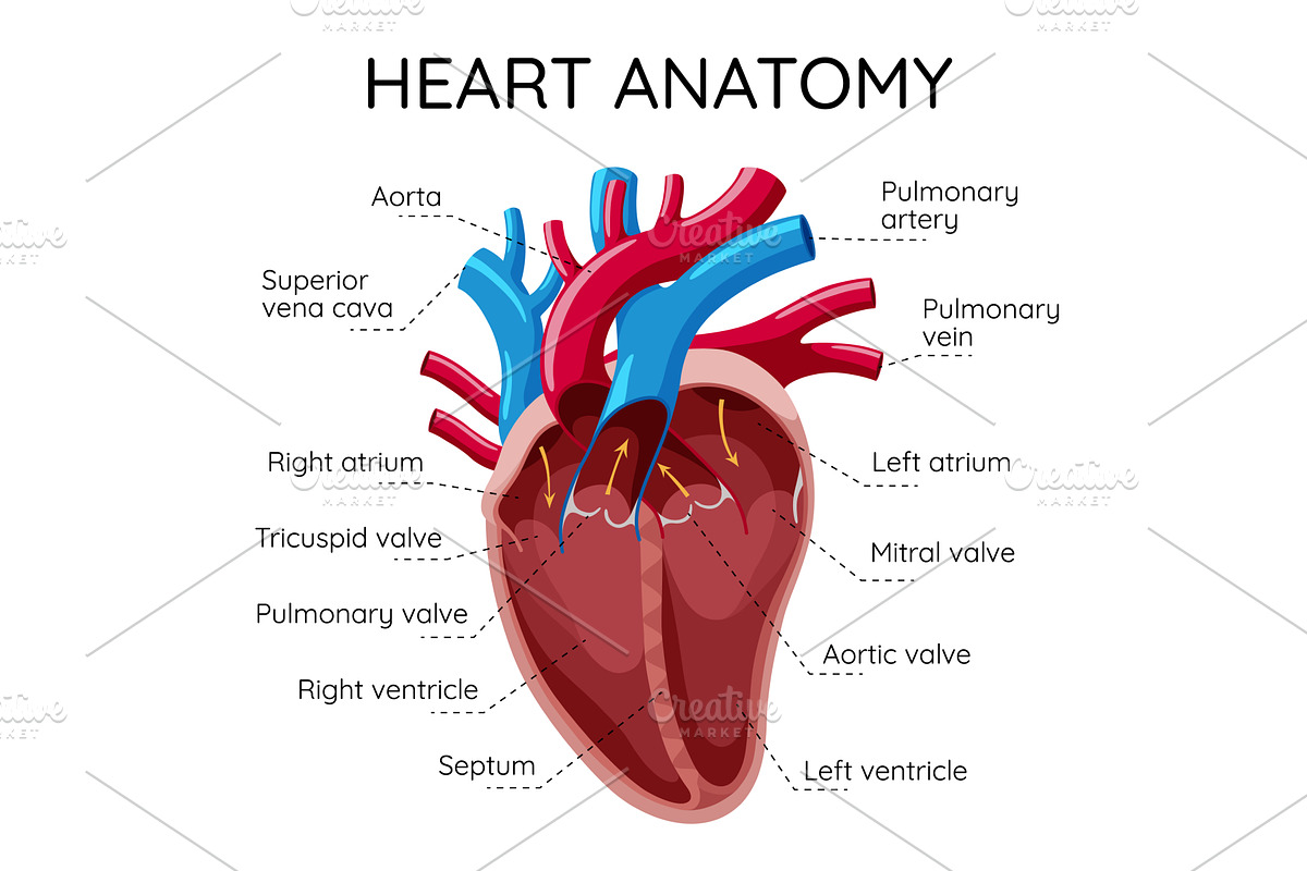 Detailed Illustration of the, an Object Illustration by Things for designers