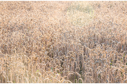 Background of ripening ears of, an Abstract Photo by Rodica Ciorba