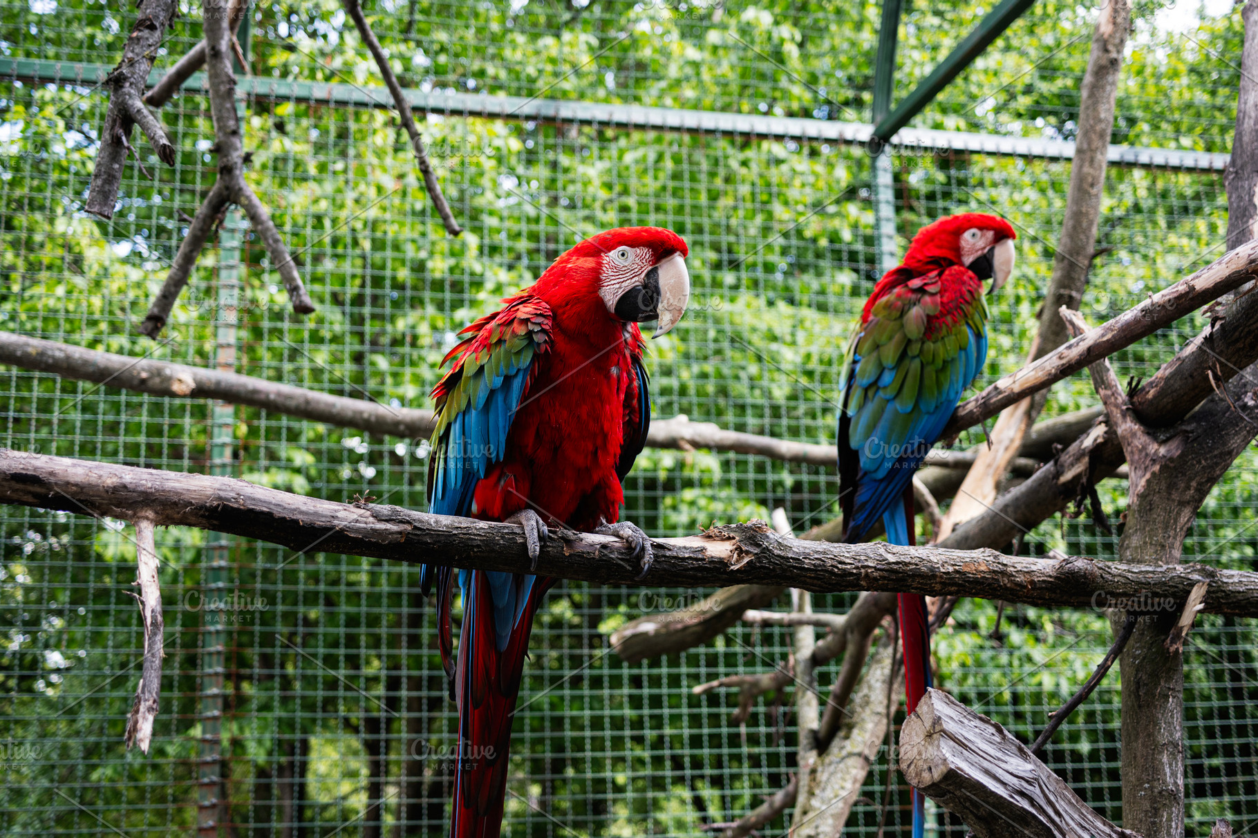 Two colorful parrots perched on tree branches in a lush green environment, a Photo by AS photostudio