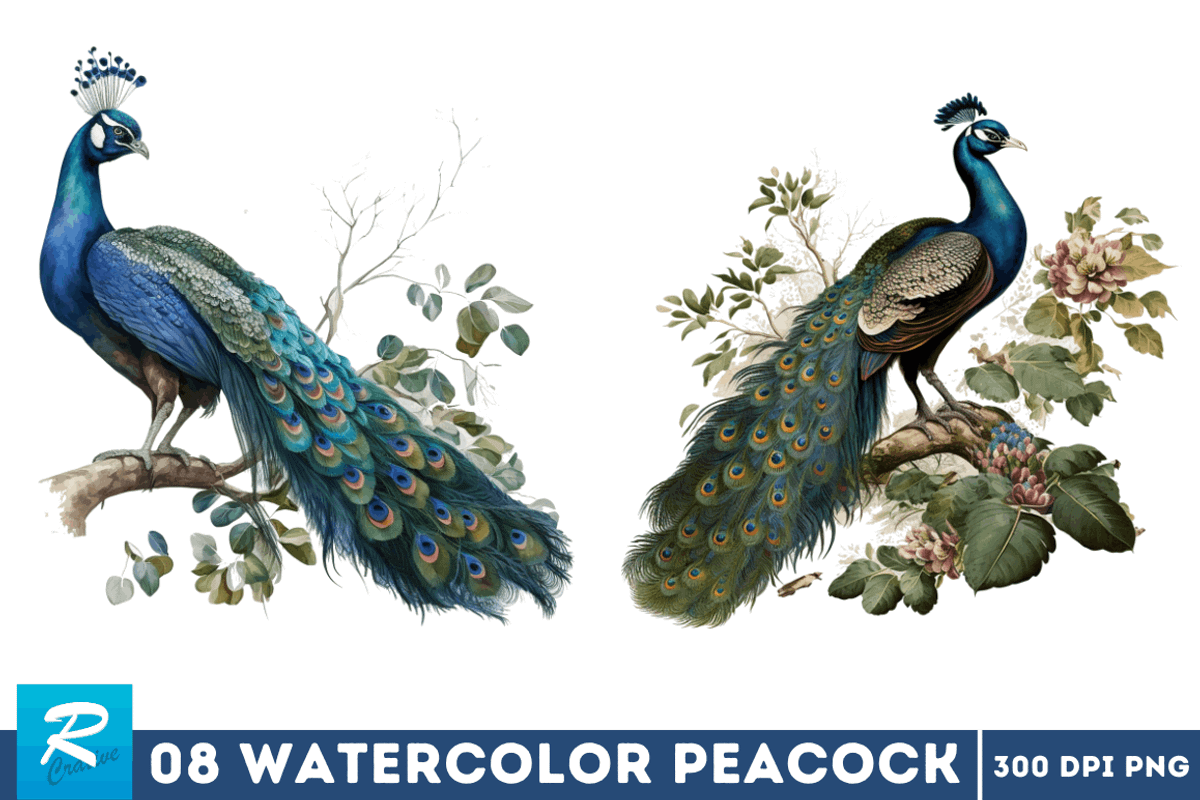 Watercolor Peacock Sublimation, an Object Graphic by Regulrcrative (Photo 2 of 7)