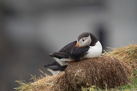 Close up of puffin bird or Fratercula in Iceland in summer seaso
