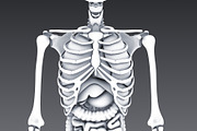 Animated internal organs, skeleton, a Characters & Person 3D Model by konstantin.ermolaev (Thumbnail 19 of 29)