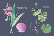 Vintage Flower Illustrations Bundle, an Illustration by Greta Ivy (Thumbnail 8 of 62)