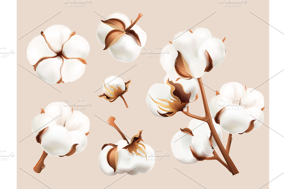 Realistic cotton flowers. Dry fiber, a Graphic by Stock-Smart-Start