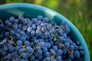 Bucket of grapes during the picking in the vineyard, a Food & Drink Photo by Mark Borbely