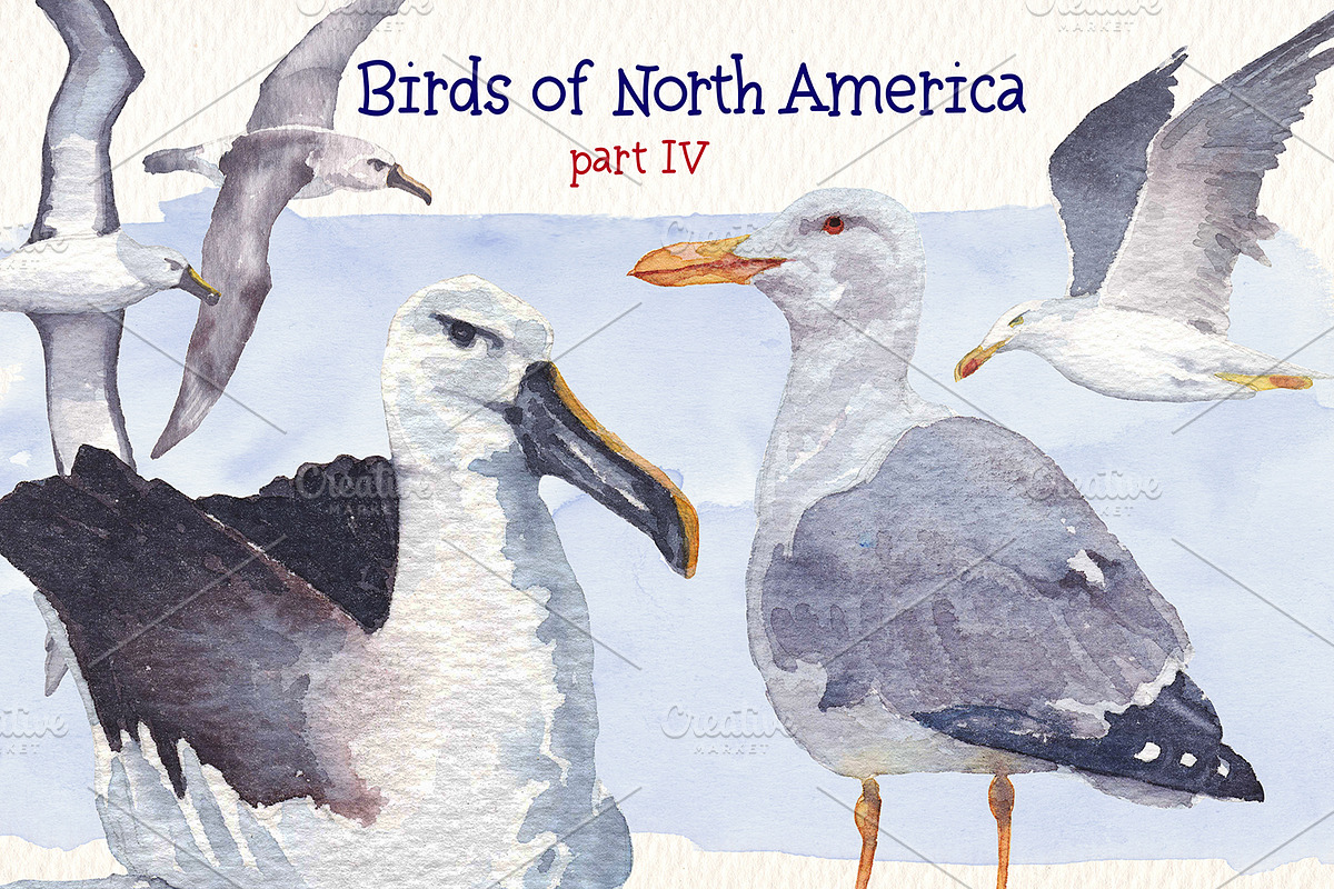 Birds of North America part 4, an Animal Illustration by Art & Things (Photo 2 of 6)