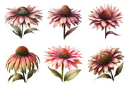 Watercolor Coneflower PNG Clipart, a Graphic by CitraGraphics (Thumbnail 3 of 4)