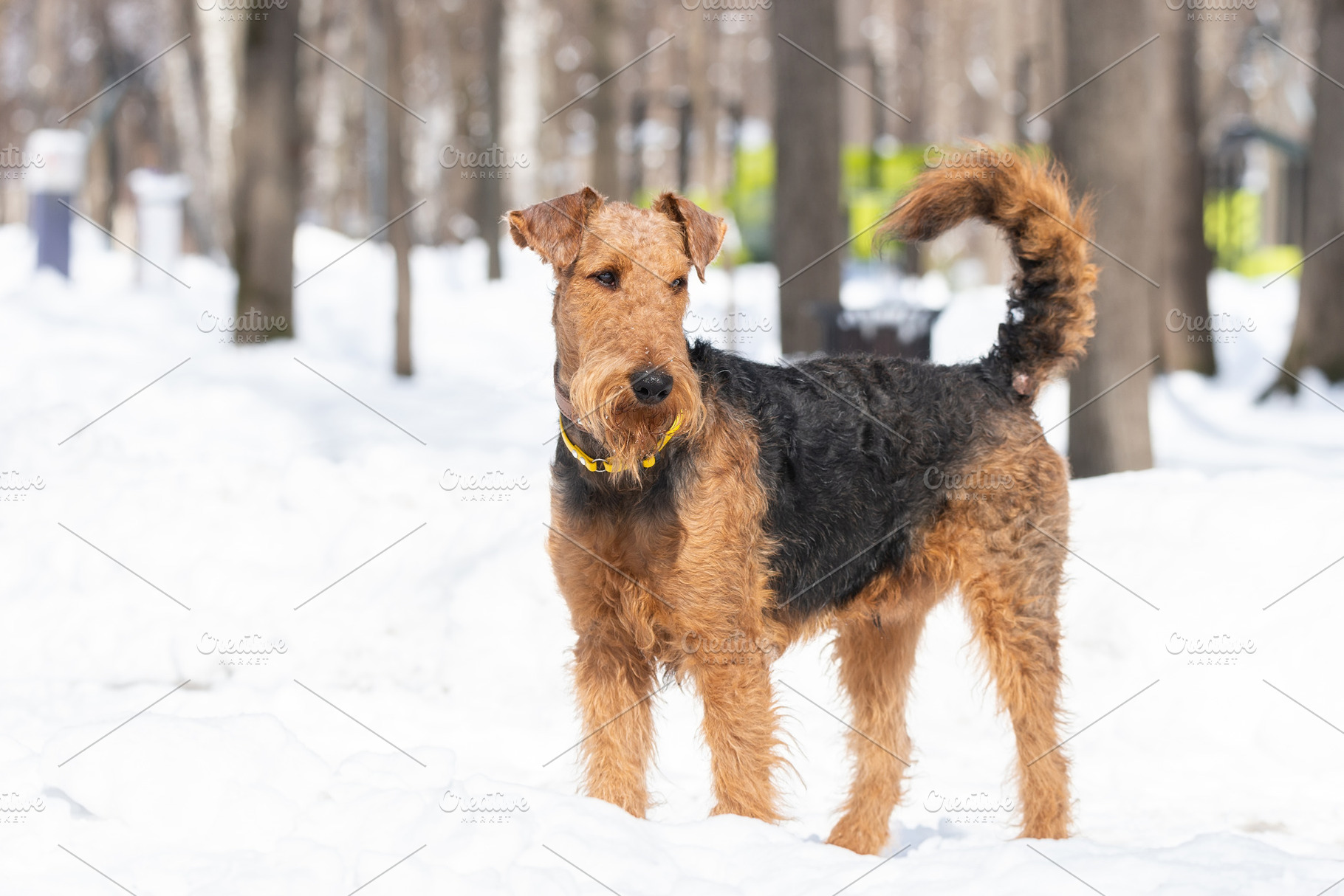 Welsh terrier on white snow, an Animal Photo by AlexBush