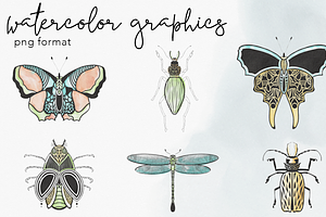 Watercolor Insect Illustrations