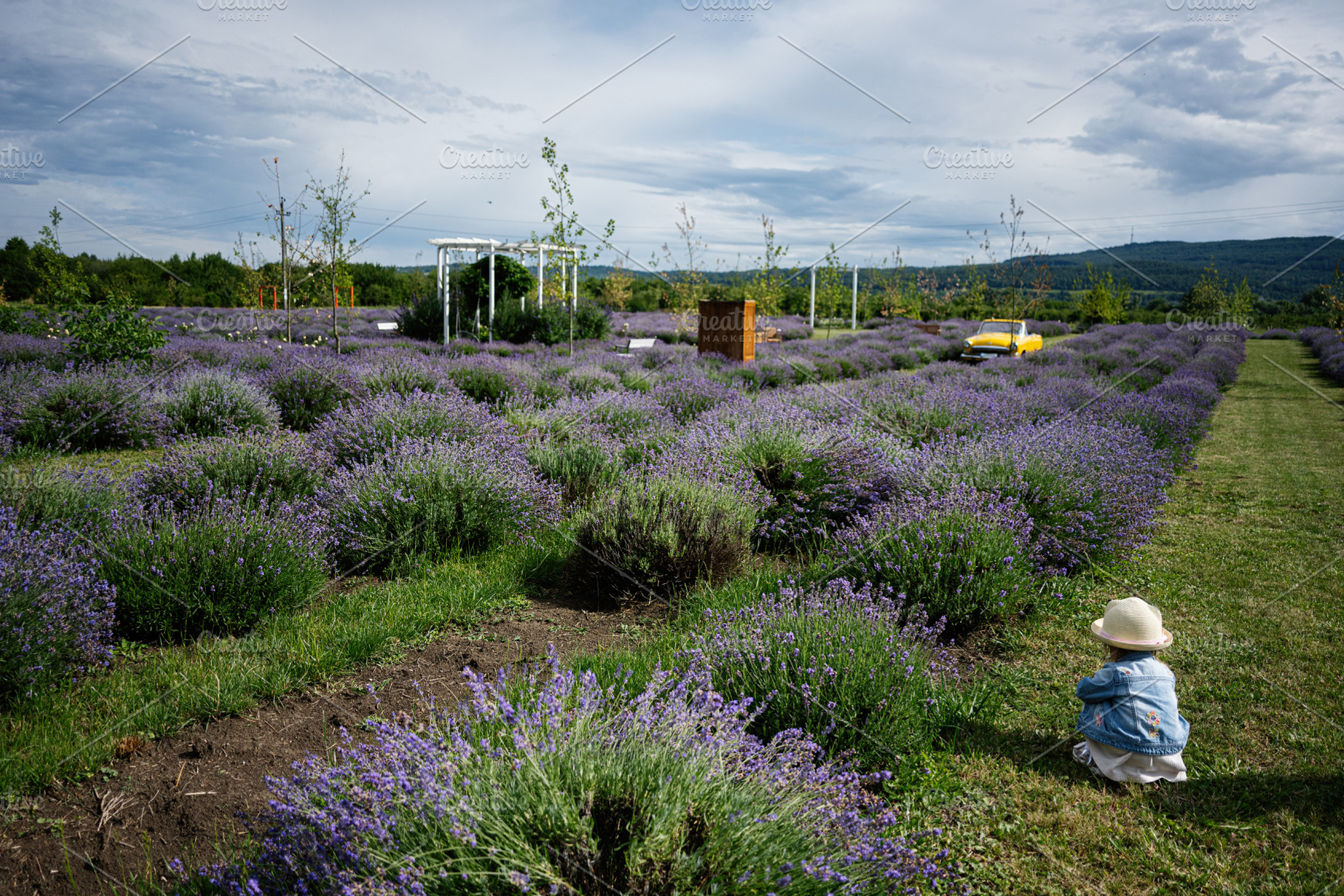 Child admiring vast lavender fields under a dramatic sky in rural area, a Photo by AS photostudio