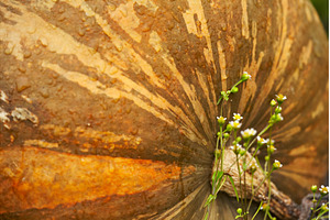 Striped Pumpkin with Tiny Flowers, a Food & Drink Photo by Rohan Photography