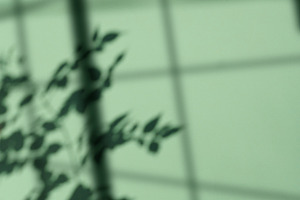 Soft blurred shadow of a leafy plant cast on translucent glass,, a Background Photo by ndanko